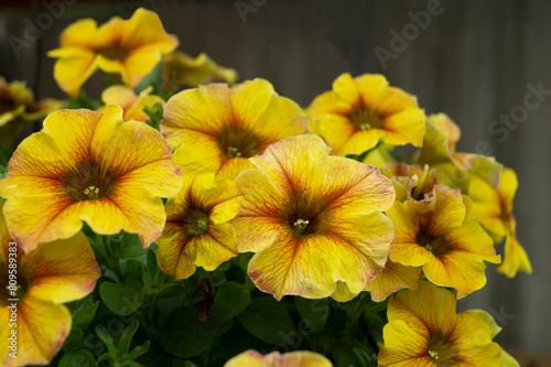 Yellow petunia in the summer garden