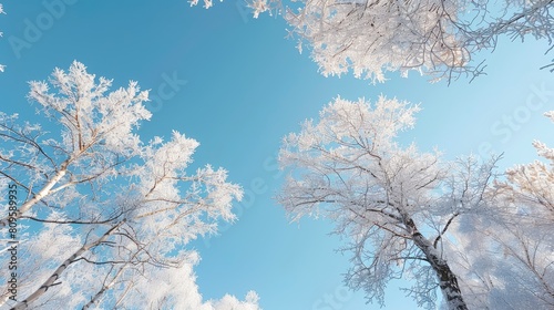 Winter trees under a clear blue sky © LukaszDesign