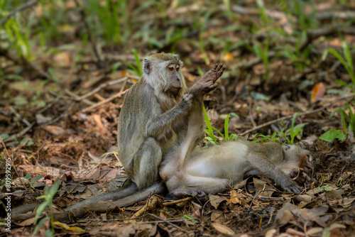 Long-tailed Macaque - Macaca fascicularis, common monkey from Southeast Asia forests, woodlands and gardens, Borneo, Malaysia.