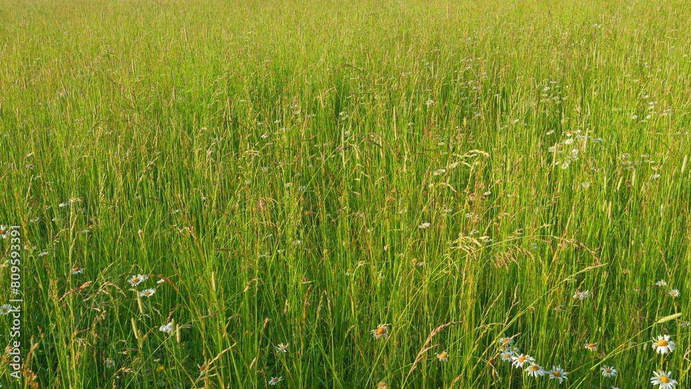 Colors of nature. Grass bloom swaying in the breeze with bright green. Wide shot.