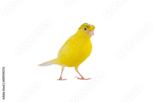 canary isolated on white background