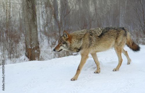 walking wolf through the winter forest