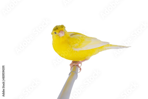 yellow canary isolated on white background