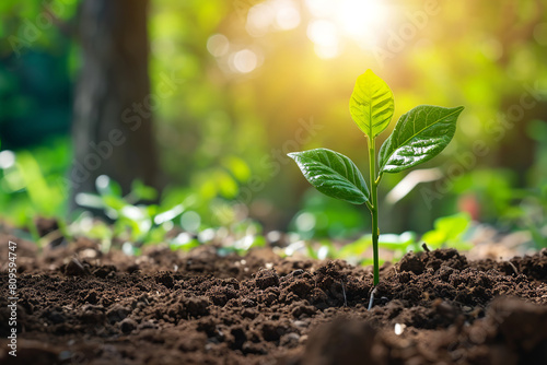 Young plant growing in garden with sunlight. Agriculture eco farming. Concept of farming and planting. New life concept. Green plant growing in good soil.