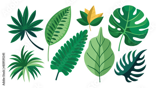 Tropical leaves. Cartoon jungle exotic palm plants and flowers. Banana  philodendron  plumeria  monstera leaf isolated on white background. Floral elements. Vector collection set.