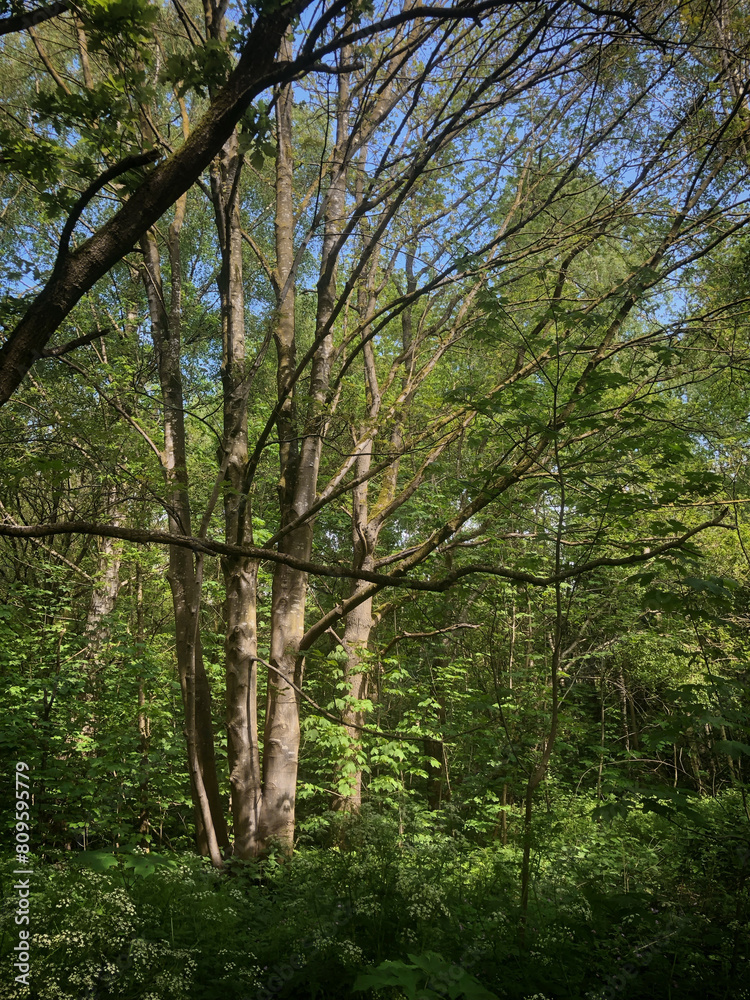 Trees in the forest in spring. Kuinderbos. Noordoostpolder. Netherlands. Trees in the forest in spring. Kuinderbos. Noordoostpolder. Netherlands.
