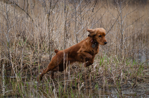 A cocker spaniel in the process of hunting