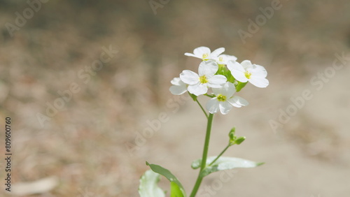 White flower alyssum or lobularia maritima. Arabis alpina caucasica white flowers. Pan. photo