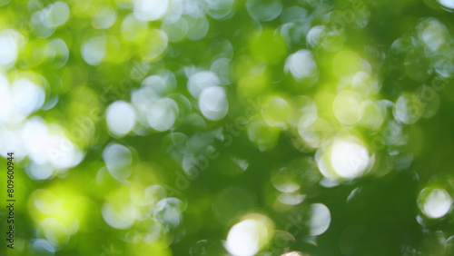 Nature of green leaf in garden at summer. Green bokeh in the forest with sunshine. Blur.