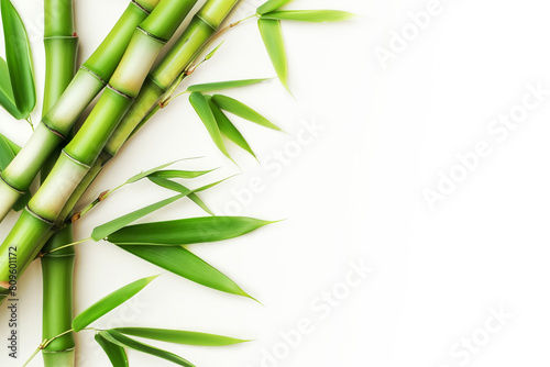 Bamboo stems and leaves on white background  copyspace