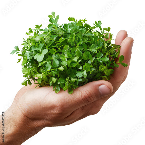 Hand Holding Fresh Green Herbs