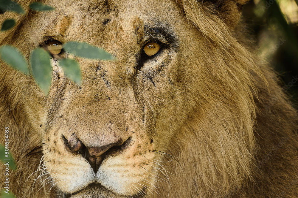 Fototapeta premium Lion portrait, Maasai Mara, Kenya
