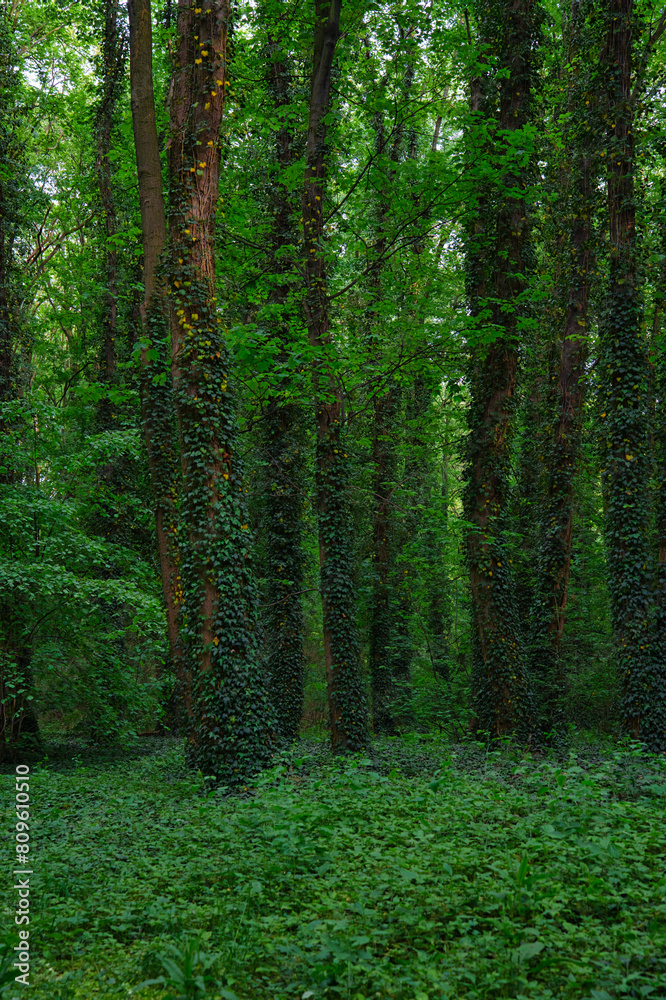 Obraz premium tall tree trunks covered with ivy, dark forest