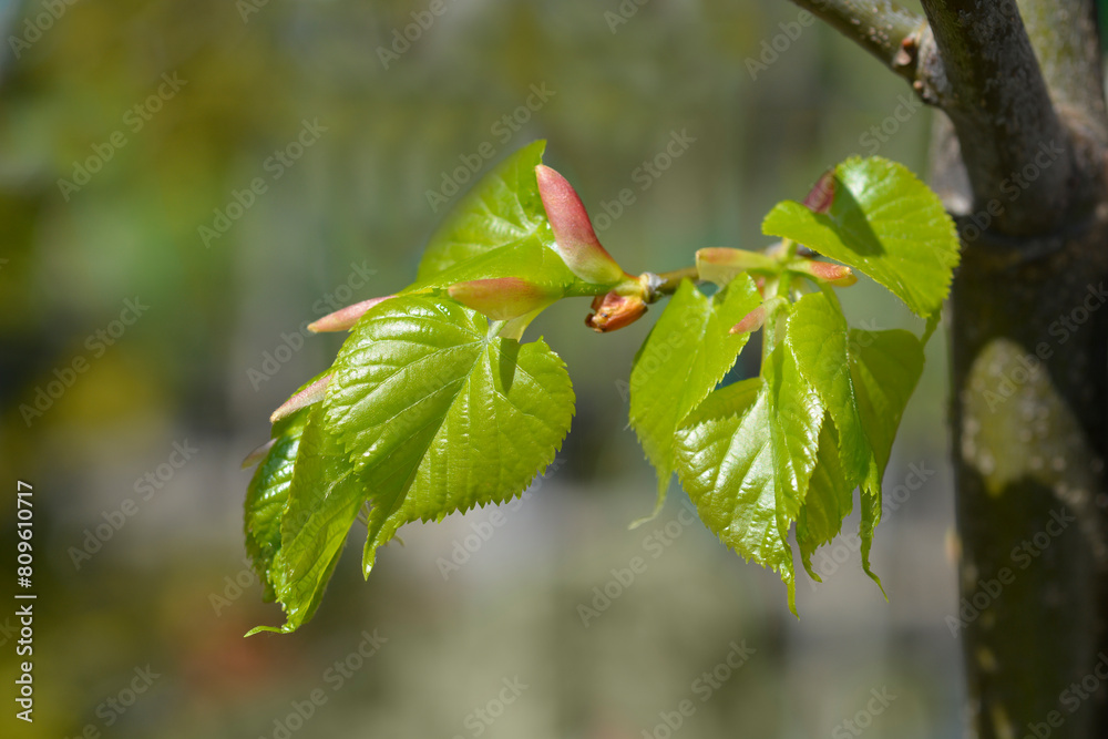 Small-leaved lime branch with new leaves Small-leaved lime branch with new leaves