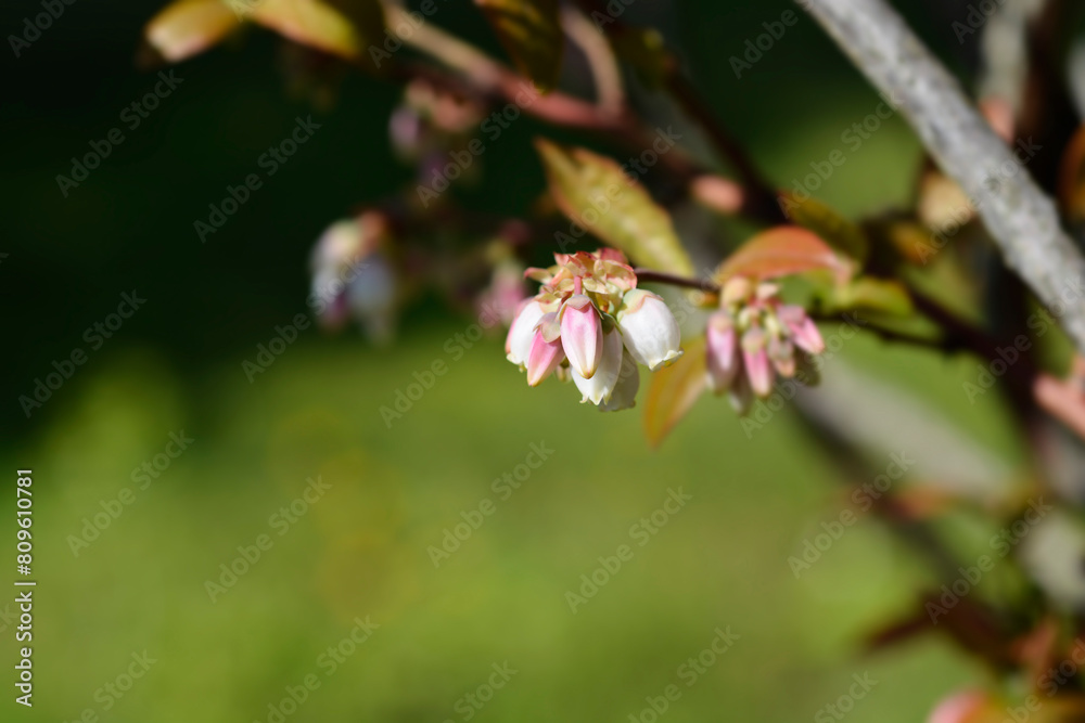 Blueberry Brigitta Blue branch with flowers Blueberry Brigitta Blue branch with flowers