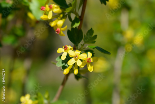 Golden currant branch with yellow flowers © nahhan