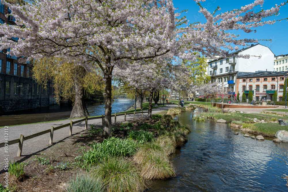 Flowering cherry trees in city park Stromparken during spring in Sweden. Norrkoping is a historic industrial town in Sweden Flowering cherry trees in city park Stromparken during spring in Sweden. Norrkoping is a historic industrial town in Sweden