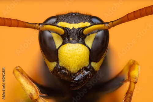 Close portrait of a european paper wasp (Polistes dominula) - orange background