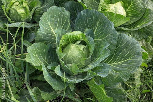 Cabbage grows in the garden photo