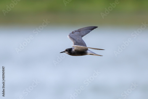 Black tern  Chlidonias niger  in flight. Nature reserve of the Isonzo river mouth  Isola della Cona  Friuli Venezia Giulia  Italy. Copy space image. 