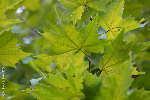 Close up Green maple leaves