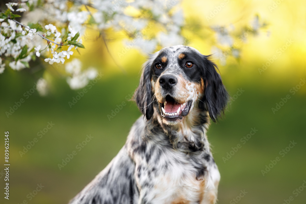 happy english setter dog portrait outdoors in spring with cherry blossom happy english setter dog portrait outdoors in spring with cherry blossom