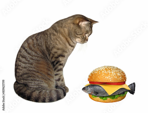 Cat looks at fresh fish burger