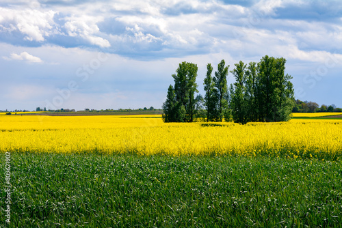 widok na kwitnące pole rzepaku