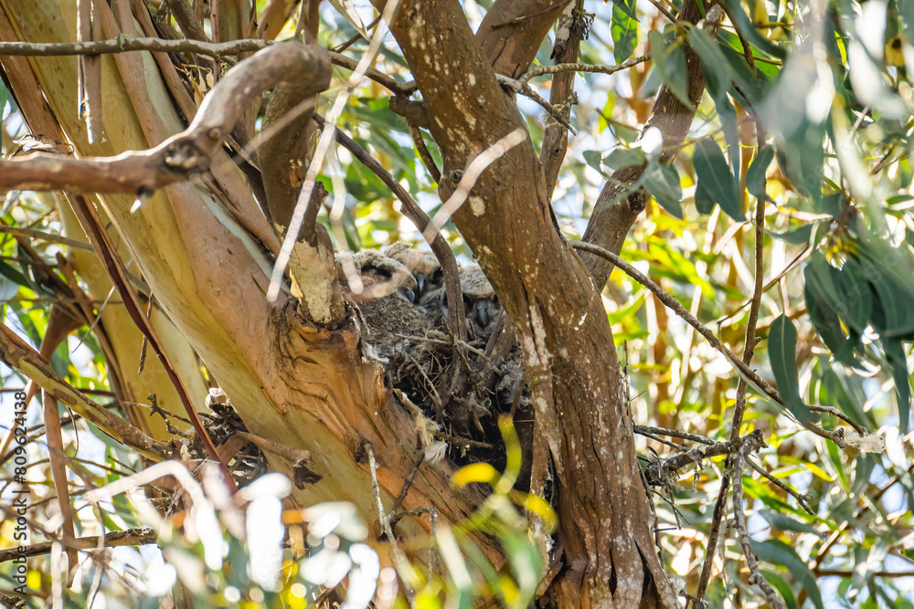 The great horned owl chicks in the nest. 