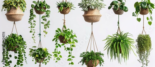 An indoor eco-living motif including hanging woven flower pots filled with green house plants and a variety of hanging potted plants, Generative AI.