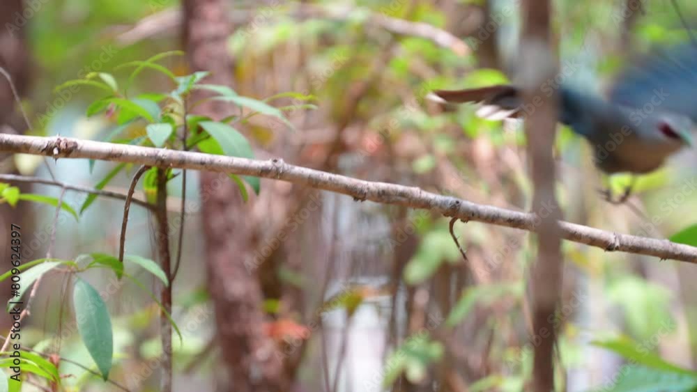 Green-billed Malkoha bird watching in the forest.