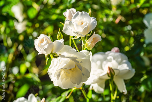 White tea rose bush in bloom. Rose 