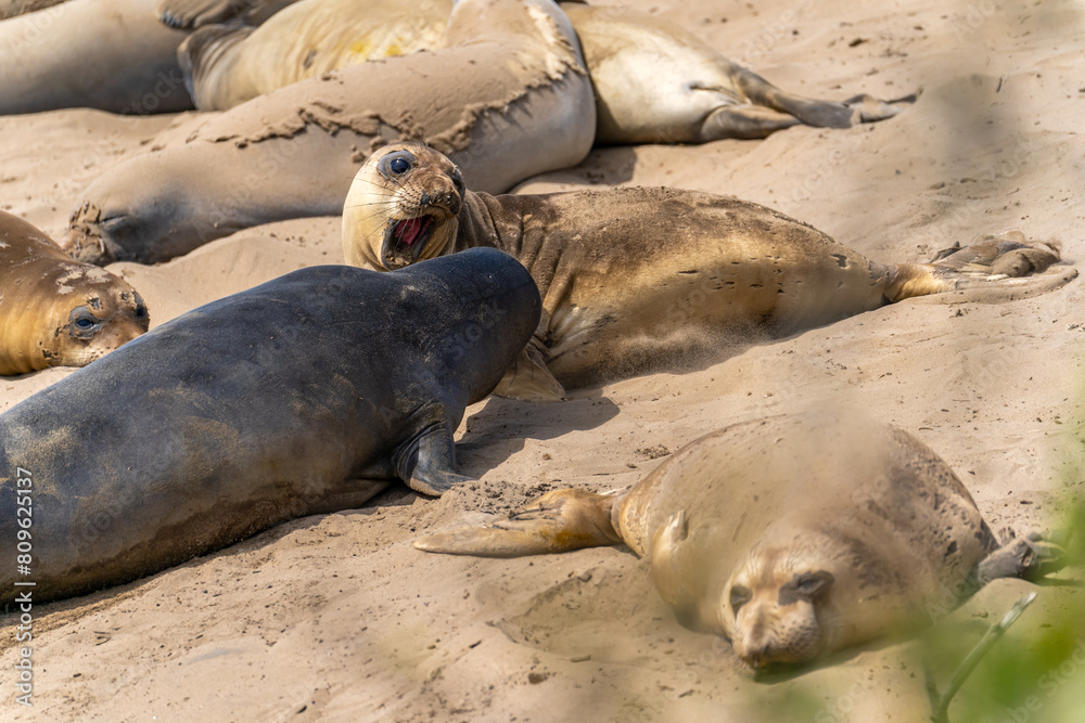 Elephant seals roar at each other, Point Reyes, California Elephant seals roar at each other, Point Reyes, California
