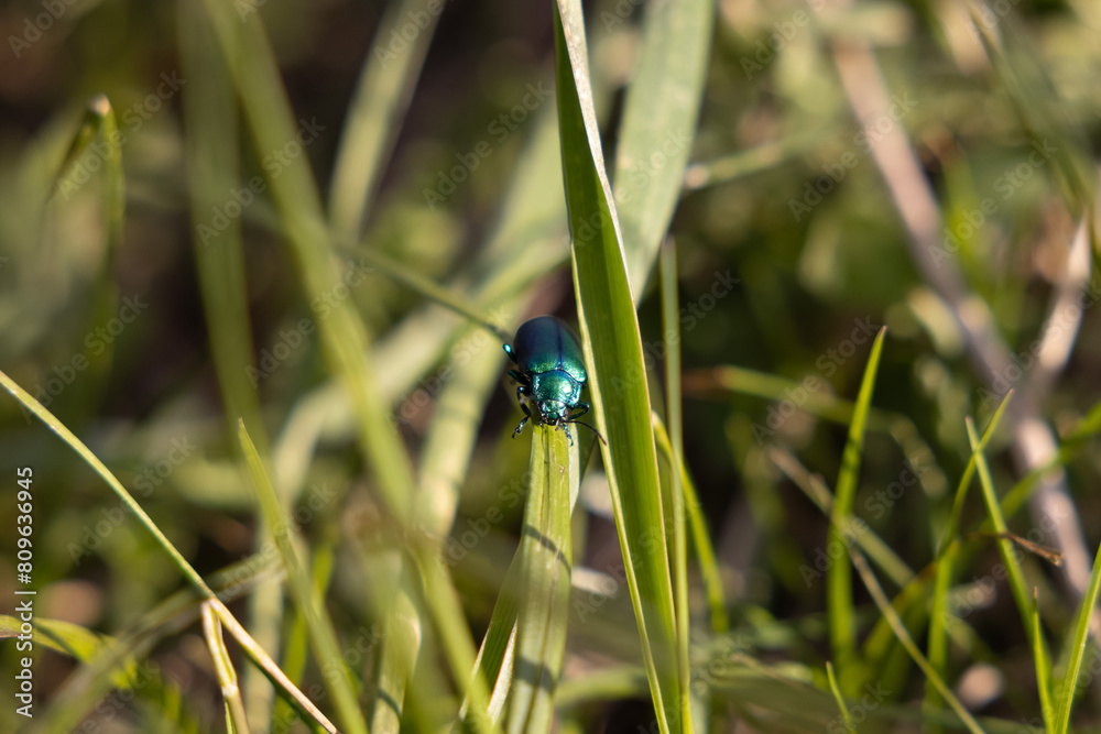 vista macro di un piccolo scarabeo color blu e azzurro che si sposta tra i fili d'erba, di giorno, in un ambiente naturale vista macro di un piccolo scarabeo color blu e azzurro che si sposta tra i fili d'erba, di giorno, in un ambiente naturale