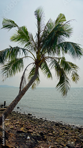 natural coconut beach near kampot