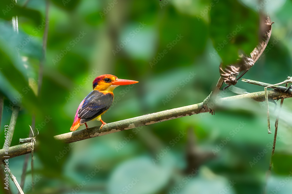 Oriental Dwarf Kingfisher The mouth is red. The head, rump, and tail are purplish pink. yellow-orange face There are dark blue and white stripes, dark blue on the back. The body is yellowish-orange. Oriental Dwarf Kingfisher The mouth is red. The head, rump, and tail are purplish pink. yellow-orange face There are dark blue and white stripes, dark blue on the back. The body is yellowish-orange.