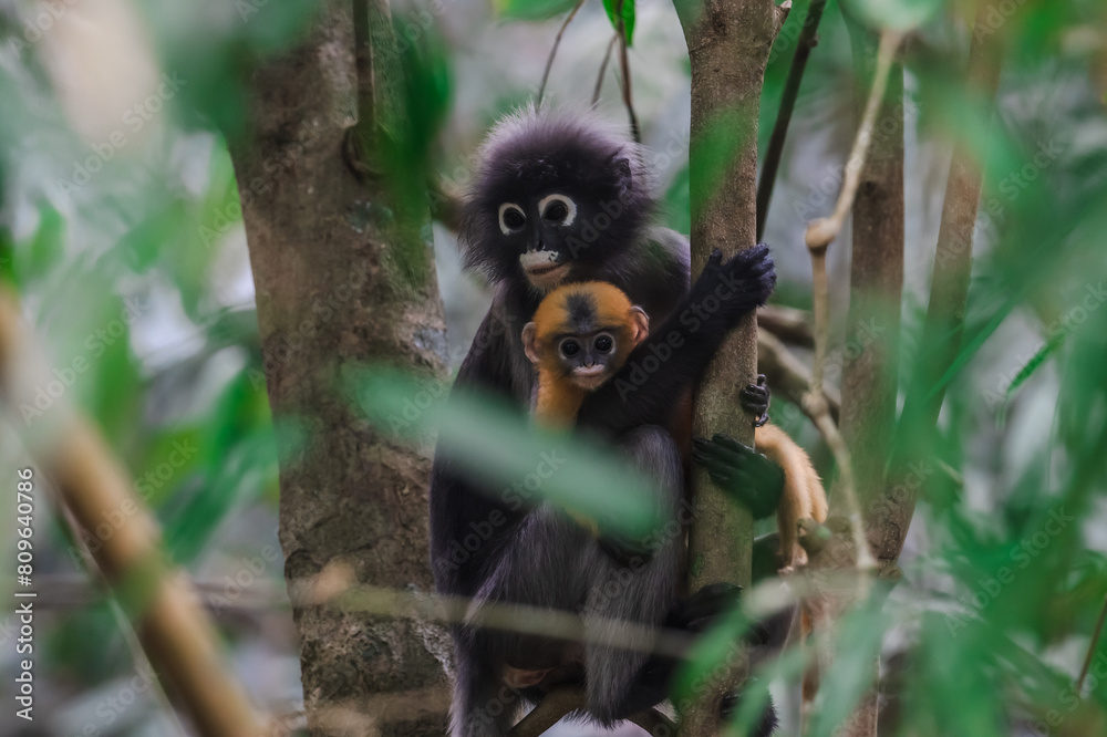 Dusky Langur, Spectacled Langur Southern langur The body color is gray ...