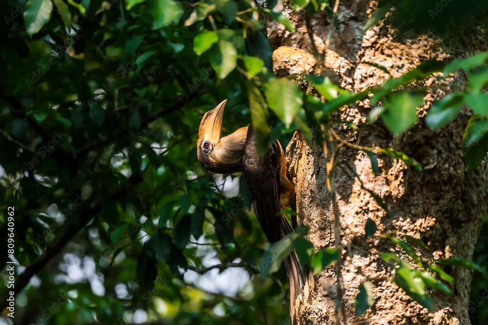 White-throated Brown Hornbill, Austen's brown hornbill in nature, Khao Yai National Park, Thailand. White-throated Brown Hornbill, Austen's brown hornbill in nature, Khao Yai National Park, Thailand.