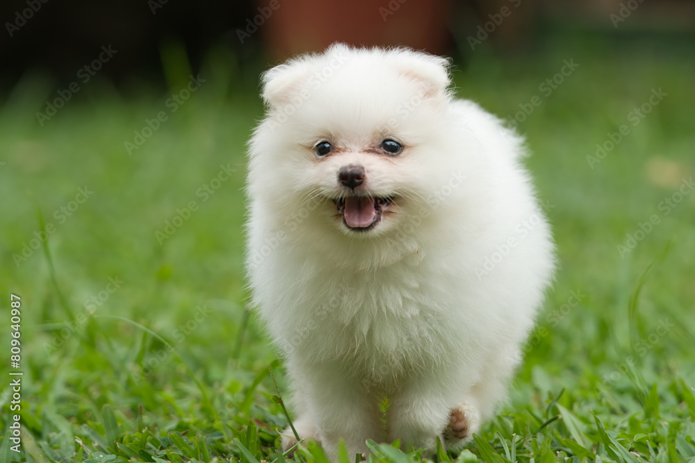 2 months old white fluffy Pomeranian puppy playing in green grass in the garden, Mahe Seychelles 2 months old white fluffy Pomeranian puppy playing in green grass in the garden, Mahe Seychelles