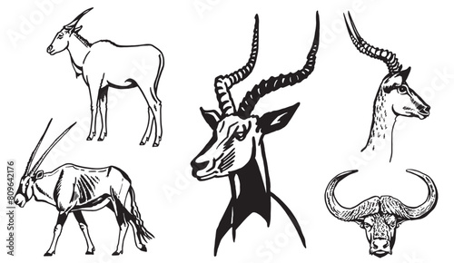 Graphical set of antelopes and bull head on white background vector illustration