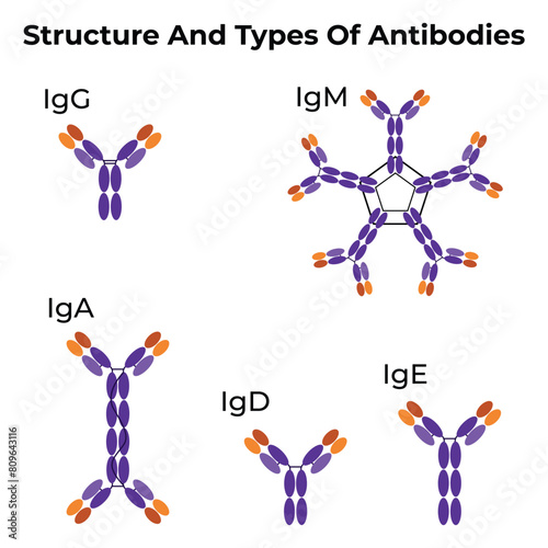 Structure and Types of Antibodies Science Vector Design Illustration