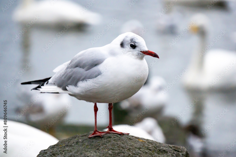 Seagull portrait at Tjörnin lake Reykjavík Iceland Seagull portrait at Tjörnin lake Reykjavík Iceland