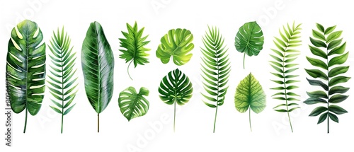 Combination of tropical plants green foliage Tree Monstera, Palm, Rubber plant, pine and bird's nest fern together with space for advertising, Generative AI.