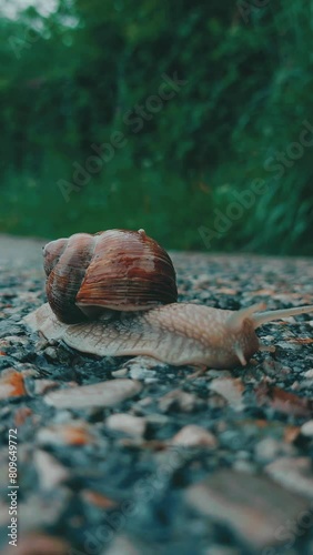 snail on the river