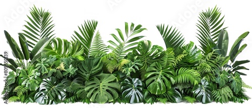 Combination of tropical plants  green foliage Tree Monstera  Palm  Rubber plant  pine  and bird s nest fern  together with space  for advertising  Generative AI.