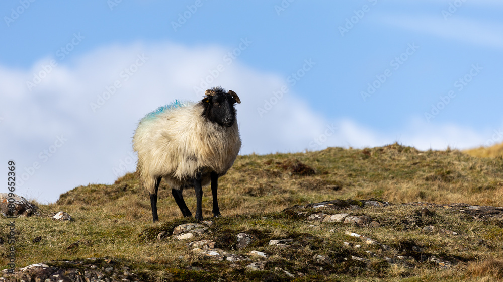 Obraz premium Sheep in Connemara, West of Ireland
