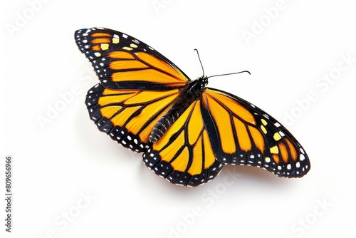 Monarch butterfly photo on white isolated background