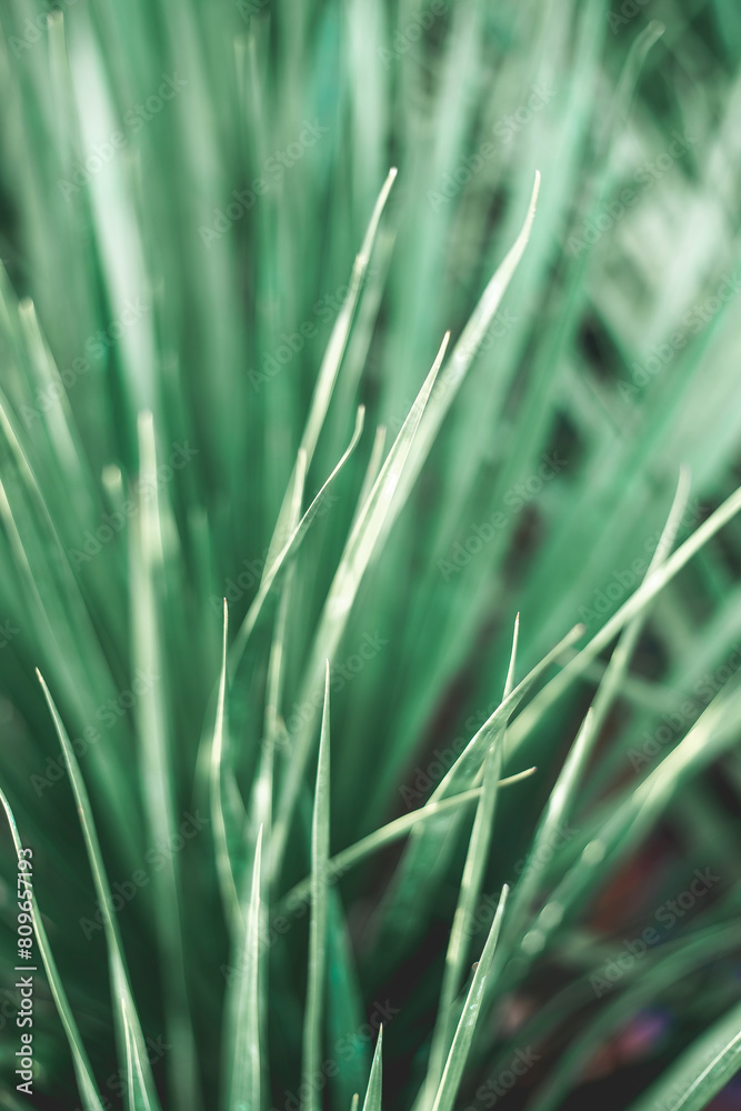 Dracaena draco have sword-shaped leaves. The much shorter houseplant produces the same leaves Dracaena draco. Dracaena draco have sword-shaped leaves. The much shorter houseplant produces the same leaves Dracaena draco.