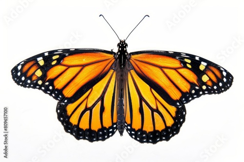 Monarch butterfly photo on white isolated background © Aditya