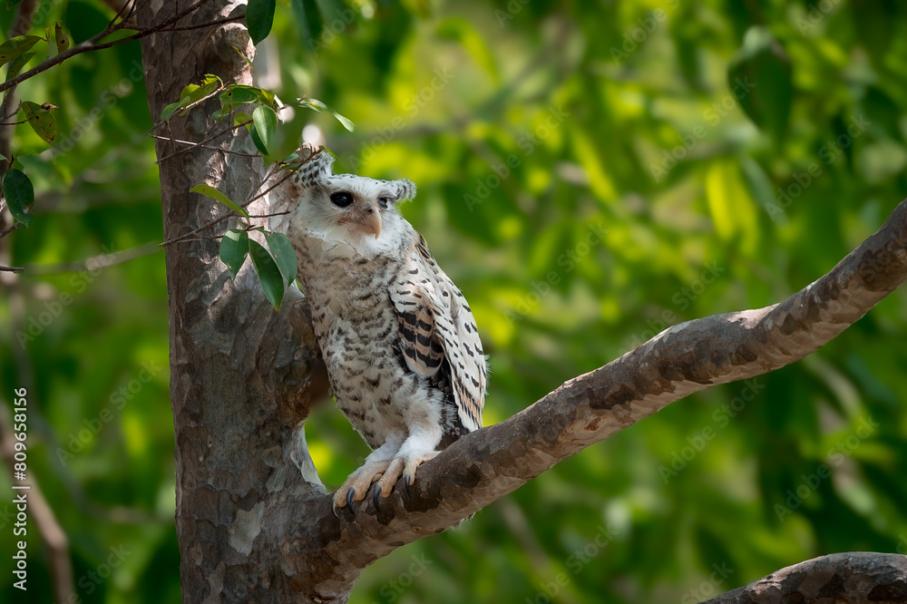 Spot-bellied Eagle Owl Largest, dark brown head, tufts of fur, erect ears. Grayish white face Dark red-brown eyes, yellow mouth, white underbody with large heart-shaped black spots scattered all over. Spot-bellied Eagle Owl Largest, dark brown head, tufts of fur, erect ears. Grayish white face Dark red-brown eyes, yellow mouth, white underbody with large heart-shaped black spots scattered all over.